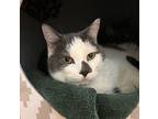 Ivory Domestic Shorthair Senior Female