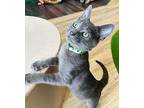 Deeks Domestic Shorthair Kitten Male