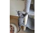 Hiccup Domestic Shorthair Young Female
