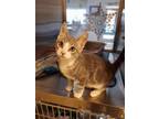 Bugs Bunny Domestic Shorthair Young Male