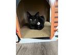 Nova Domestic Shorthair Kitten Female