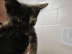 Moxie Domestic Shorthair Kitten Female