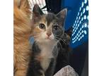 Patches Domestic Shorthair Kitten Female