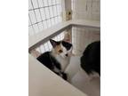 Pocus Domestic Shorthair Young Female