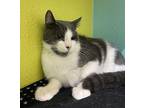 Mario Domestic Shorthair Young Male
