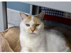 Jingles - In Foster Domestic Shorthair Adult Male