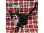 Crosby Domestic Shorthair Kitten Male