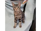 Disney Prince & Princess - Phillip Domestic Shorthair Kitten Male
