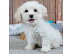 Havanese Puppy for sale in Roanoke, IL, USA
