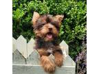 Yorkshire Terrier Puppy for sale in Idabel, OK, USA