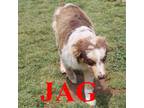 Jag