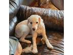 Mutt Puppy for sale in Stafford Springs, CT, USA