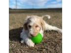 Labradoodle Puppy for sale in Raleigh, NC, USA