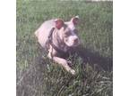 Adopt Calli a Pit Bull Terrier