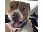 Adopt Kate a Pit Bull Terrier