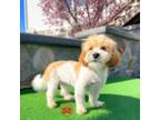 Shih-Poo Puppy for sale in Nappanee, IN, USA