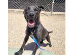 Adopt JESSI* a Pit Bull Terrier, Mixed Breed