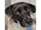 Adopt ROSIE a Labrador Retriever