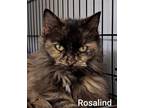 Adopt Rosalynn a Domestic Long Hair