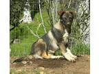 Adopt Willow a Cattle Dog, German Shepherd Dog