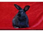 Adopt CHER a Bunny Rabbit