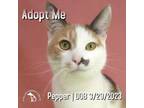 Adopt Pepper a Dilute Calico, Domestic Short Hair