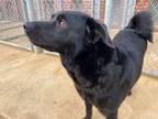 Adopt Zoe a Labrador Retriever