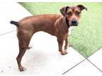 Adopt Rose a Rhodesian Ridgeback, Black Mouth Cur