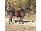 Adopt Bonnie a Thoroughbred