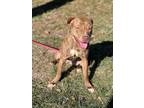 Adopt Cindy a Pit Bull Terrier, Mixed Breed