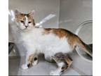 Adopt Jade a Domestic Medium Hair, Calico