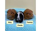 Adopt Amy a Guinea Pig
