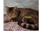 Adopt Spoon a Tabby