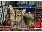 Adopt Lana a Tabby