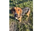 Adopt Noelle a Hound, Mixed Breed