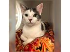 Adopt Karen a Domestic Short Hair