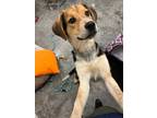 Adopt Rosalie a Australian Cattle Dog / Blue Heeler, Mixed Breed