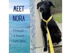 Adopt Nora a Labrador Retriever