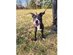 Adopt SKYLAR - Loves People a American Staffordshire Terrier