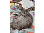 Adopt Tootsie a Domestic Long Hair