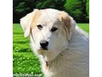 Adopt Marie in TN - Such a Smart Cookie! a Great Pyrenees
