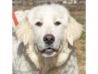 Adopt Dolly in TN - A Total Love Bug! a Great Pyrenees