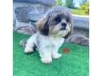 Shih Tzu Puppy for sale in Nappanee, IN, USA