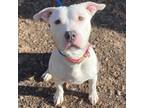 Adopt Gail a Pit Bull Terrier