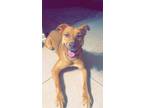 Adopt Hera a Carolina Dog, Australian Cattle Dog / Blue Heeler