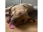 Adopt Stefka a Yellow Labrador Retriever, Pit Bull Terrier