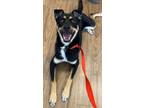 Adopt Azula a German Shepherd Dog, Boxer