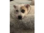 Adopt Angel a Pit Bull Terrier