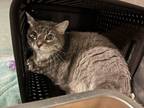 Adopt Graycie a Domestic Short Hair