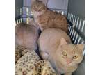 Adopt Barn/outdoor Cats a Domestic Short Hair